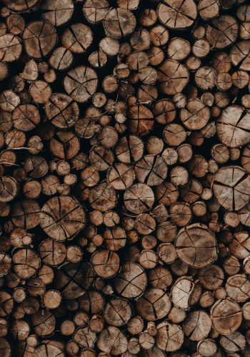 pexels-joão-vítor-heinrichs-1787035